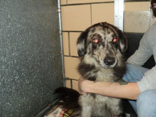 Daisy ADOPTED