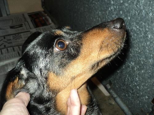 Quincy ADOPTED!!!