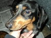 Quincy ADOPTED!!!