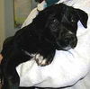lab mix litter