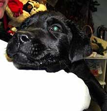 lab mix litter
