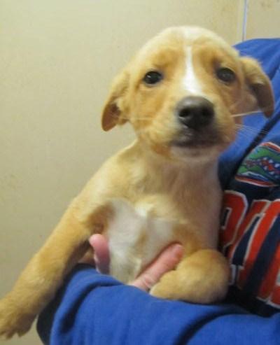 lab mix pup ADOPTED