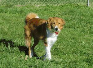 Zagnut ADOPTED