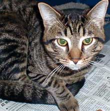 Tabby