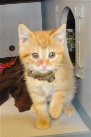 orange kittens