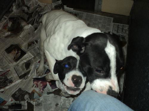 Zippity and Zang ADOPTED