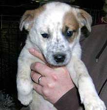 vickie's pups