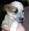 vickie's pups