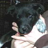 vickie's pups