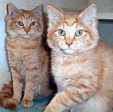 tabby kits