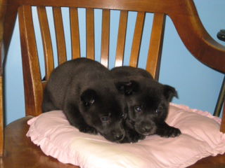 Teddy Bears ALL ADOPTED