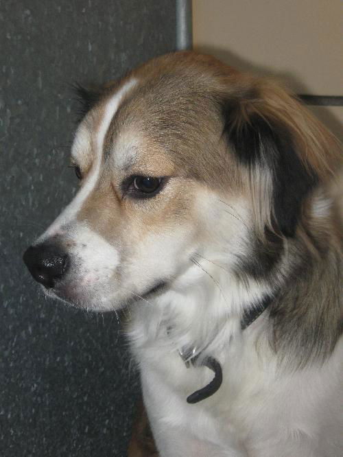 Zane ADOPTED
