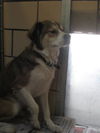 Zane ADOPTED