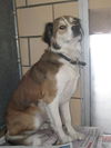 Zane ADOPTED