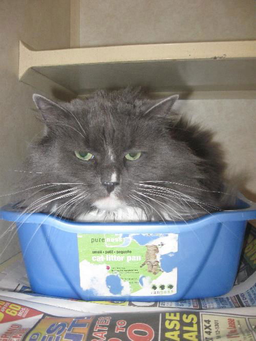 Fluffy