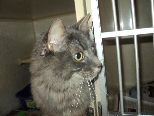 Fluffy ADOPTED