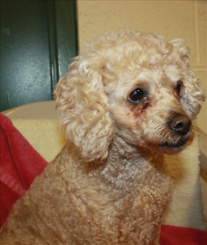 FIona ADOPTED