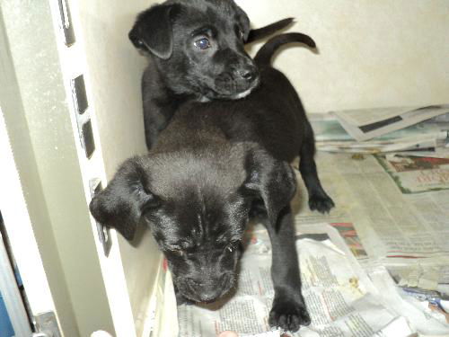lab litter ADOPTED