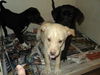 lab litter ADOPTED