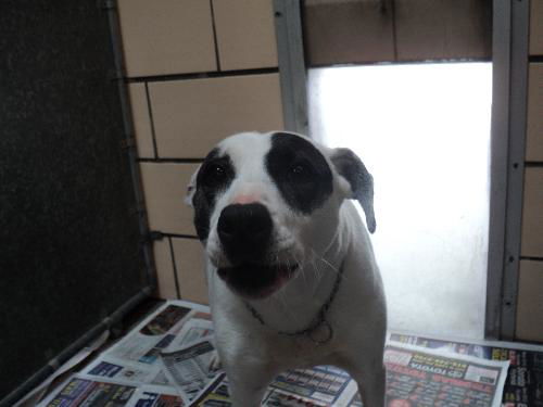 Tasha ADOPTED