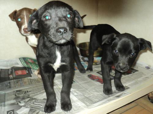lab babies 3 ADOPTED