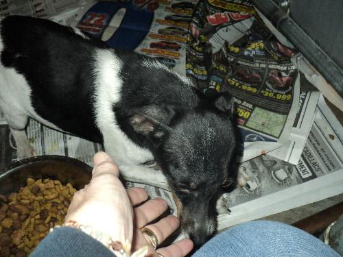 Daisy ADOPTED