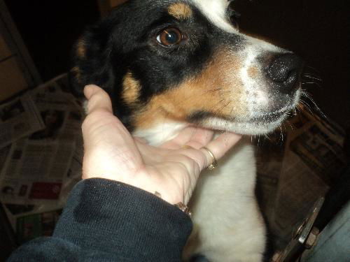 Daisy ADOPTED