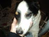 Daisy ADOPTED