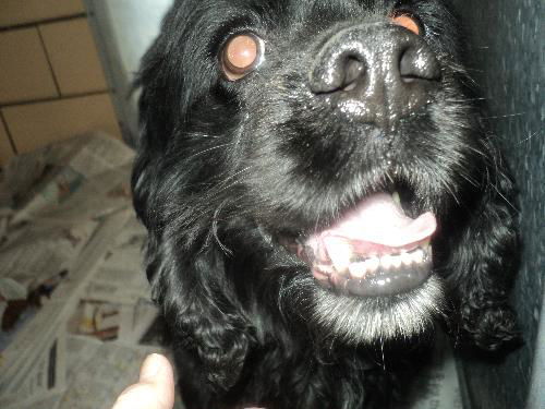 Inky ADOPTED