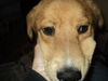 Teddy ADOPTED
