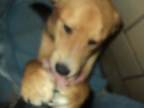 Teddy ADOPTED