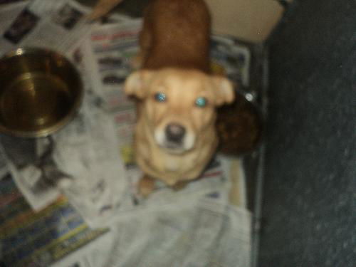 Daphne *ADOPTED*