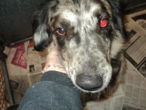Daisy ADOPTED