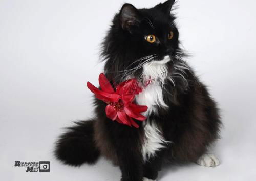 Zelda ADOPTED