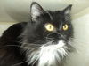 Zelda ADOPTED