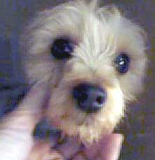 yorkie