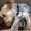 yorkie