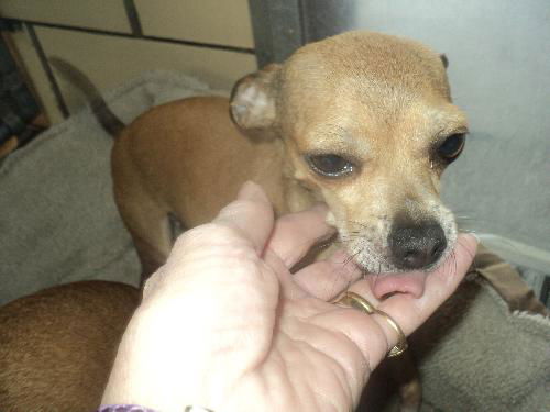 Daisy ADOPTED