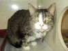 Figgy ADOPTED