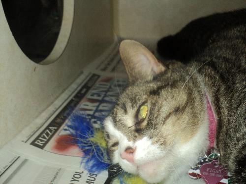 Figgy ADOPTED