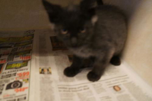Taylor ADOPTED
