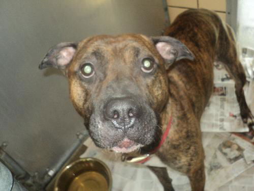 Taz ADOPTED