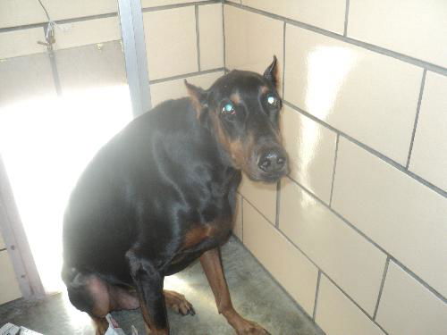 Tank ADOPTED