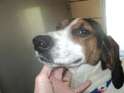 Daisy May ADOPTION PENDING