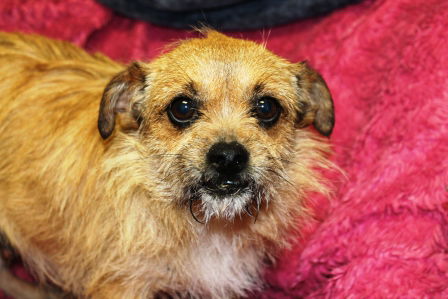Flirt ADOPTED