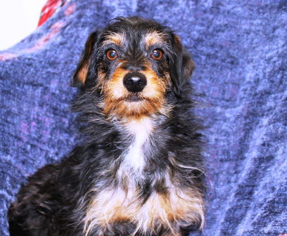 Dallas ADOPTED