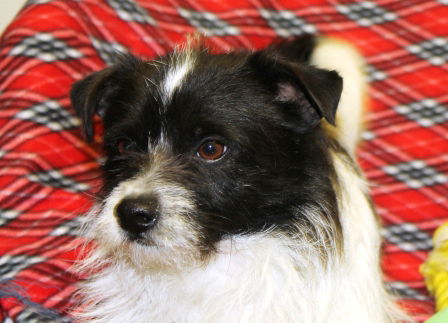 Flint ADOPTED