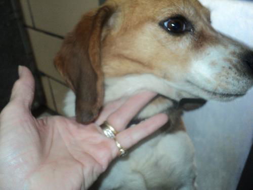Zelda ADOPTED