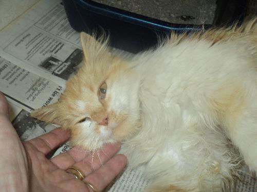 Fluffy ADOPTED