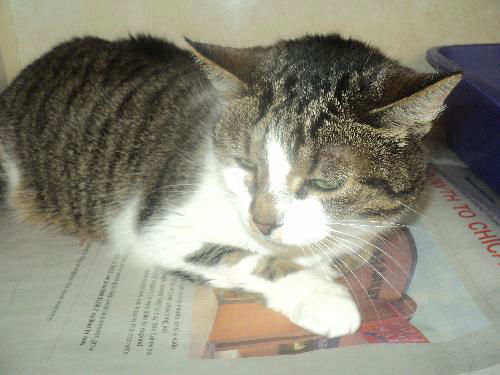 Tabby ADOPTED